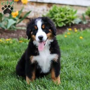 Casey, Bernese Mountain Dog Puppy